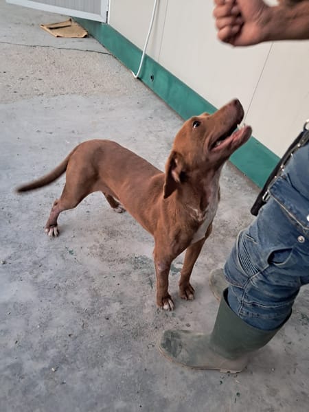 LOLA mix segugio
