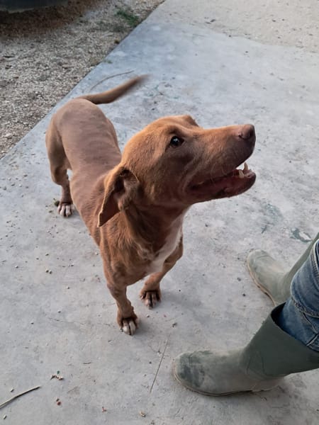 LOLA mix segugio