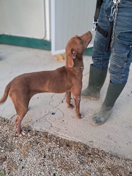 LOLA mix segugio