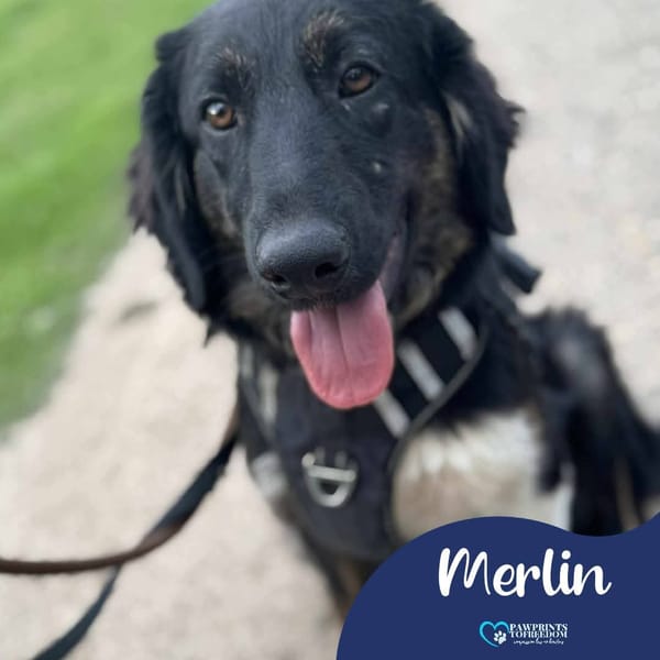 Merlin