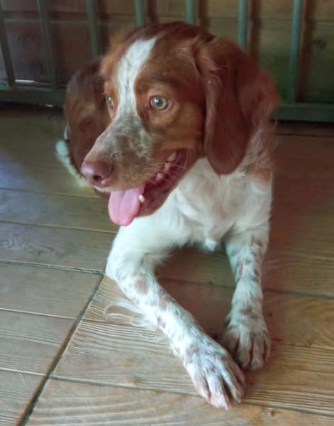 Leopoldo