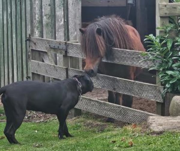 Abby sucht ein Zuhause Vermittlungshilfe