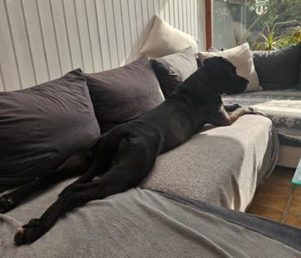 Abby sucht ein Zuhause Vermittlungshilfe