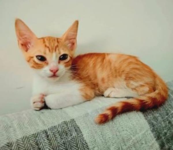 Lieber, junger Kater Pelayo