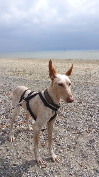 Ellie, die freundliche Podenca