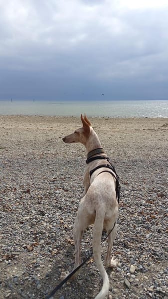 Ellie, die freundliche Podenca