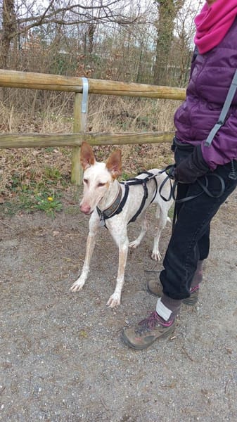 Ellie, die freundliche Podenca