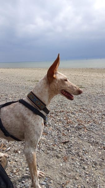 Ellie, die freundliche Podenca