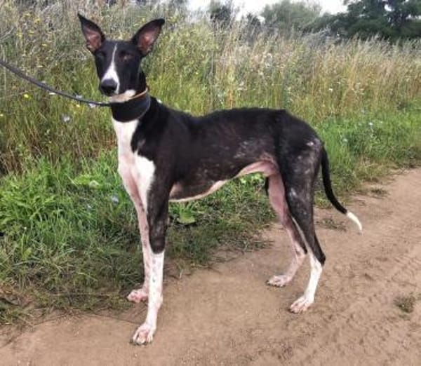 Milano  eleganter Windhund-Mix