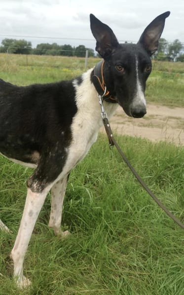 Milano  eleganter Windhund-Mix