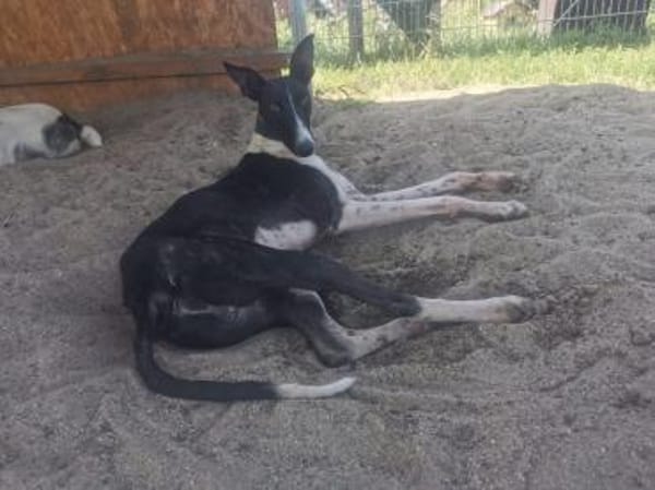Milano  eleganter Windhund-Mix
