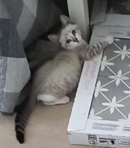 Zutraulicher, junger Kater Mc Eyes