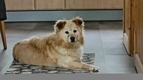 ALVIN sucht Zuhause