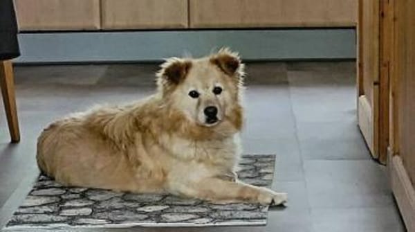ALVIN sucht Zuhause