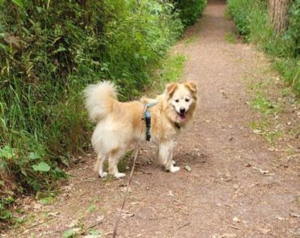 ALVIN sucht Zuhause
