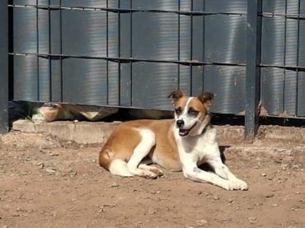 Wunderschöne Kiki sucht Familie 😍