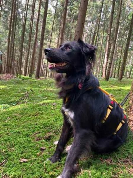CASSIAN * Schmusekatze im Hundekostüm