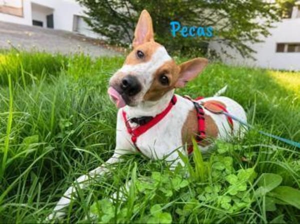 NOTFALL! Pecas rennt die Zeit davon!!