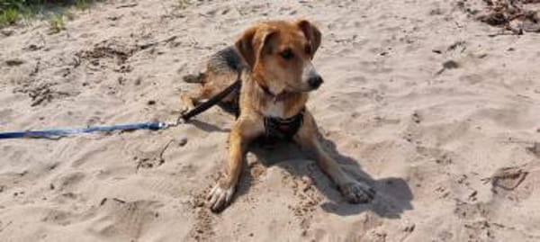 Danesa sucht liebevolles Zuhause
