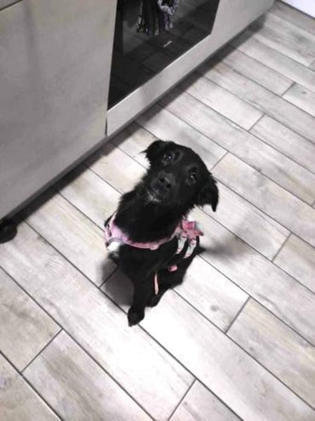 Hanuta ist eine zarte Prinzessin 🐾