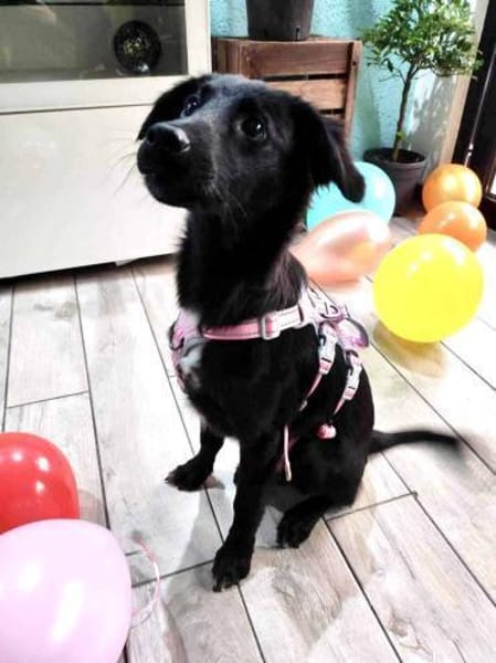 Hanuta ist eine zarte Prinzessin 🐾