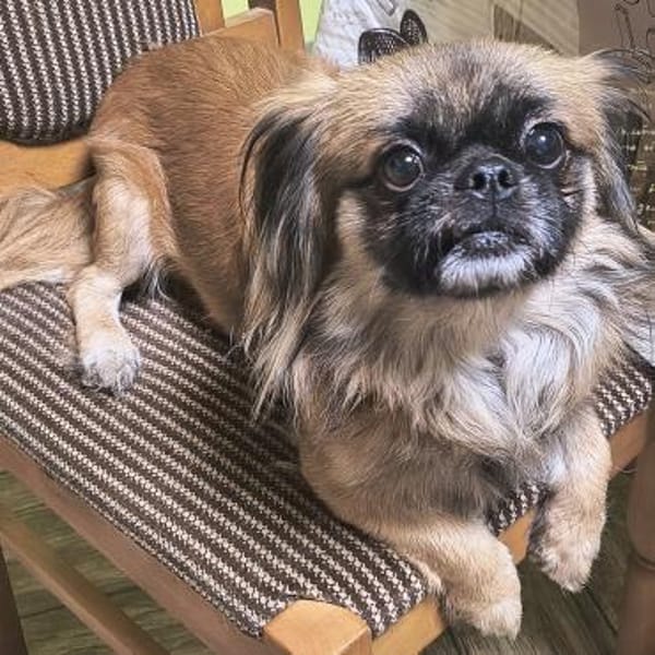 Peanut
