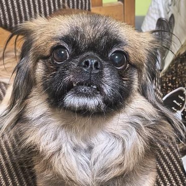 Peanut