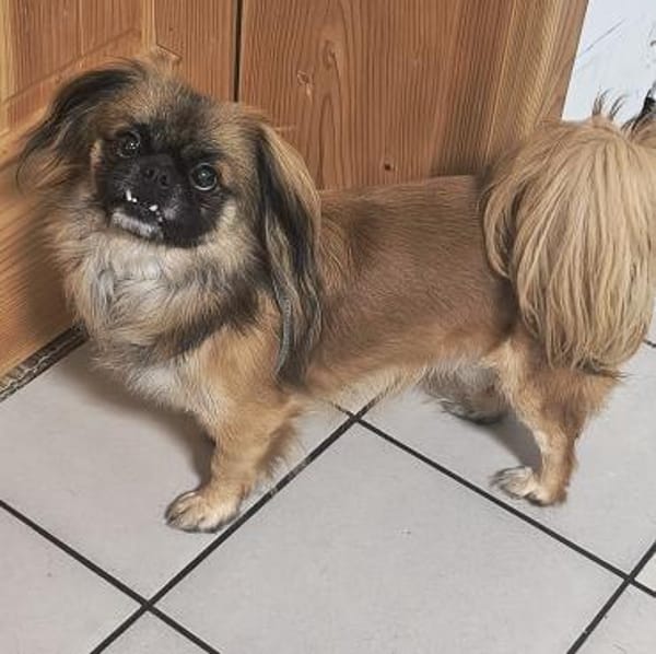 Peanut