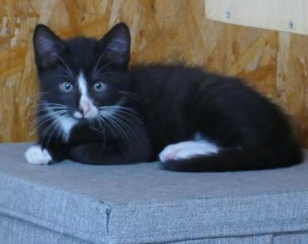 Elliot