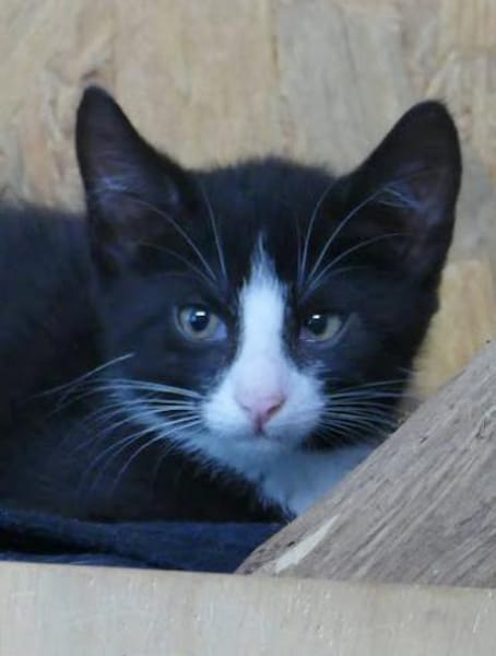 Kitte Elmar