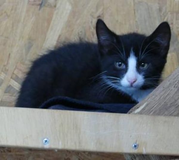 Kitte Elmar