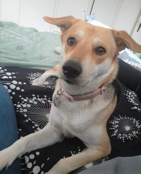 Hübsche Schmuse-BAILEY passt auf.....