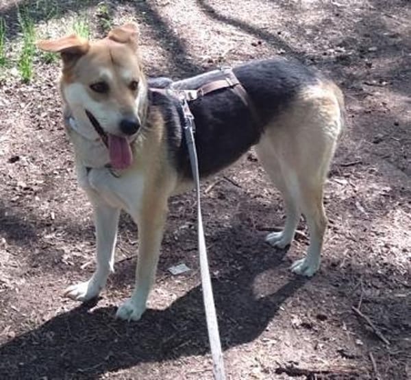 Hübsche Schmuse-BAILEY passt auf.....
