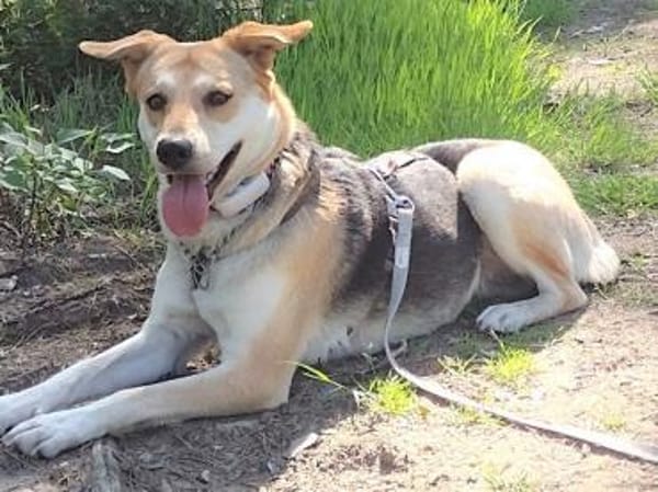 Hübsche Schmuse-BAILEY passt auf.....