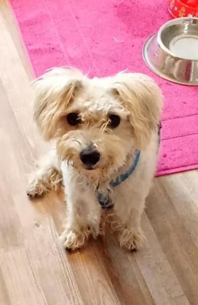 Leo 1-2 Jahre Bichon pudel mix ca 35 cm