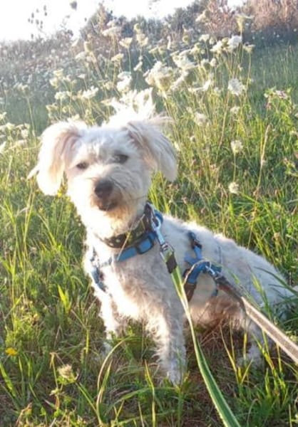 Leo 1-2 Jahre Bichon pudel mix ca 35 cm