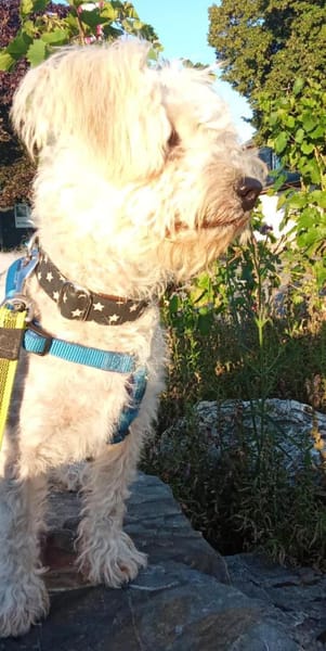 Leo 1-2 Jahre Bichon pudel mix ca 35 cm