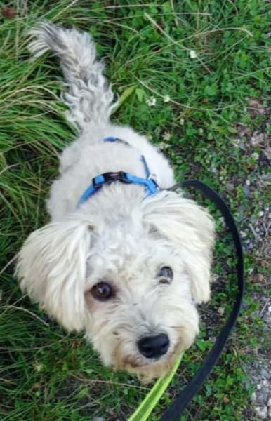 Leo 1-2 Jahre Bichon pudel mix ca 35 cm