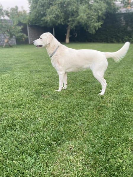 Hope, eine freundliche labi mix Hündin