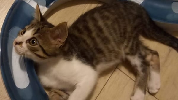 Ptit Biscuit