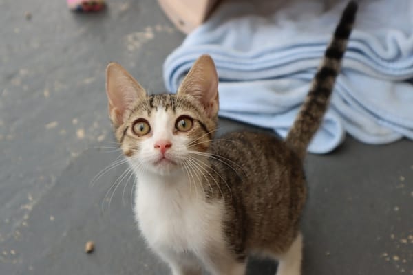 SAM