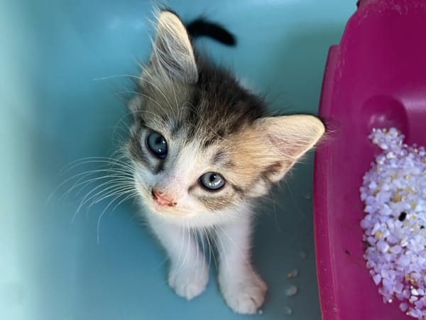 NALA