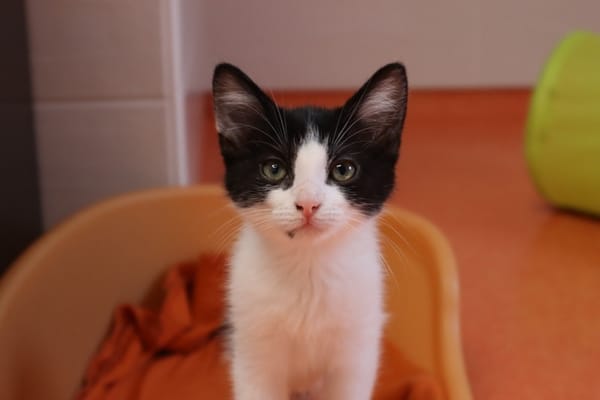 MIRABEL