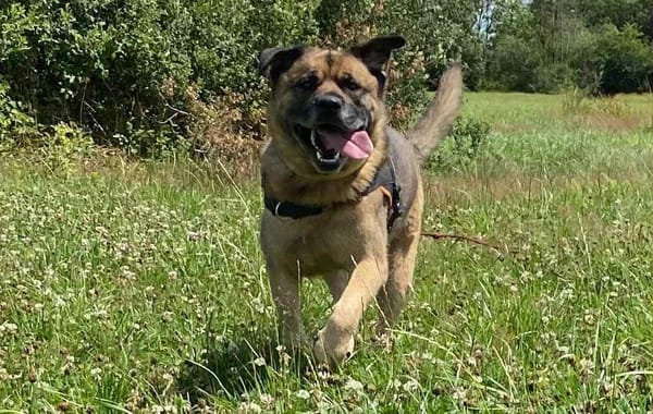 Baloo