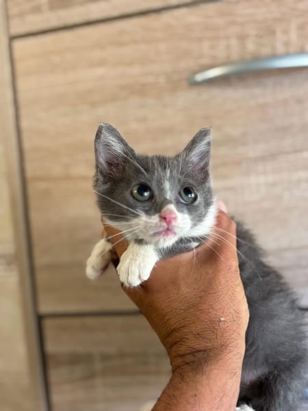 CLEO
