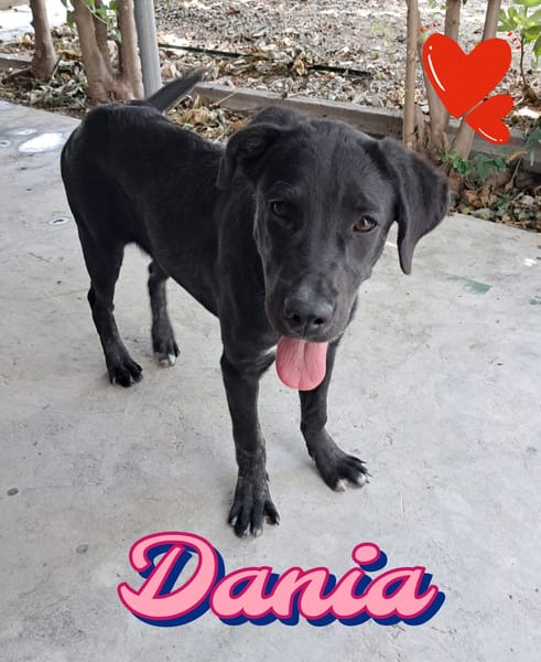 DANIA classe 2024