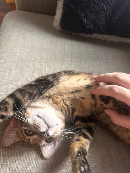 Aïko