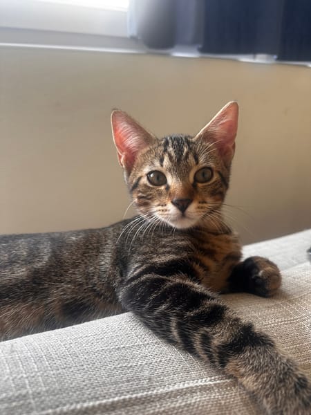 Aïko