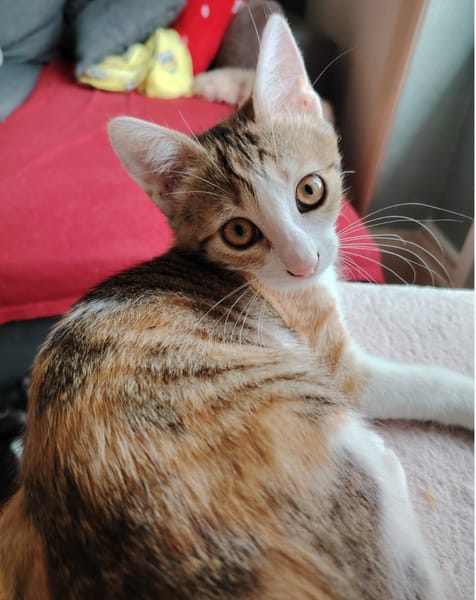 Alba