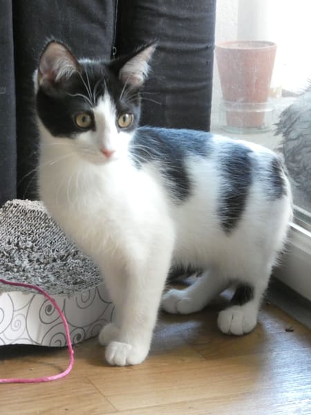 Alfie
